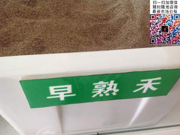 早熟禾播種量