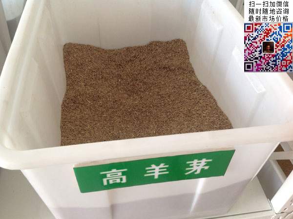 哪里有批發(fā)高羊茅種子