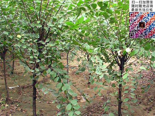 榆葉梅 榆葉梅