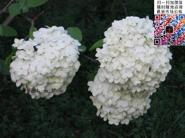 繡球花 繡球花