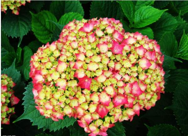 八仙花 八仙花