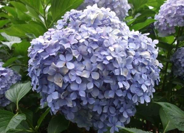 八仙花 八仙花