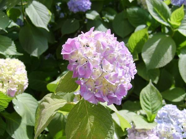 八仙花 八仙花