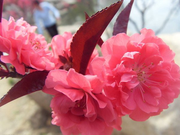 紅葉碧桃花期有多長,幾月份開花?