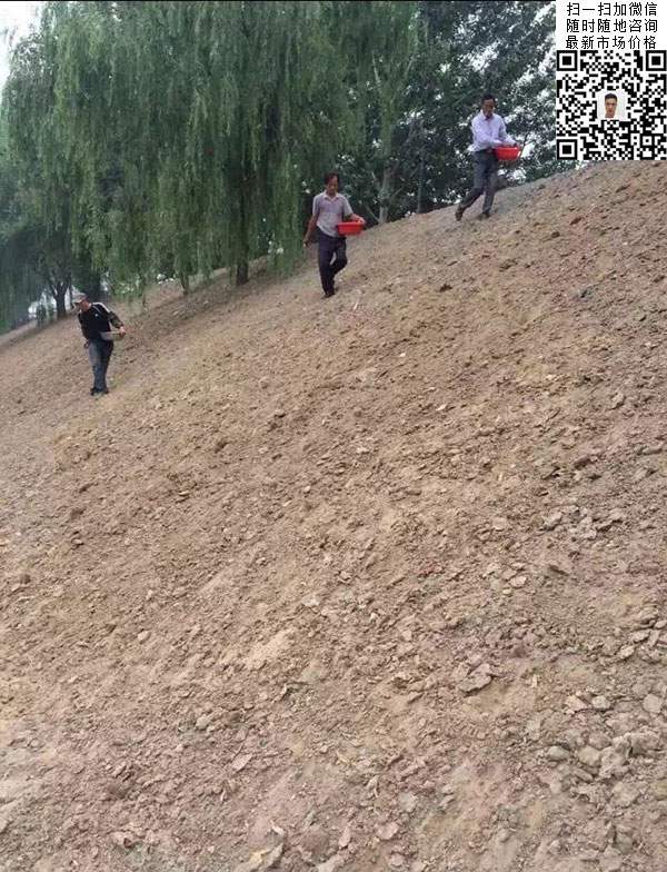 早熟禾草坪種子種植出的護(hù)坡綠化效果
