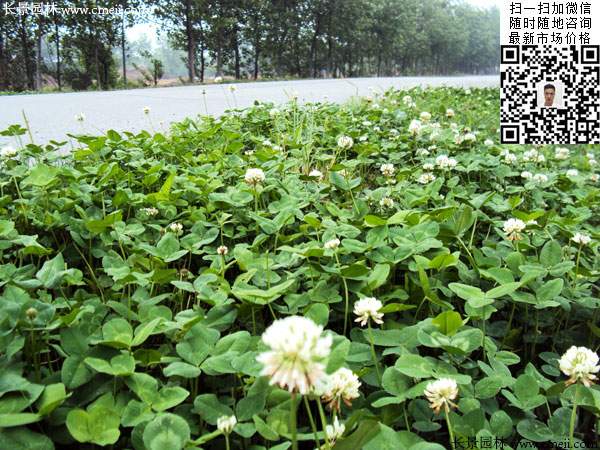 白三葉裸種和包衣區(qū)別