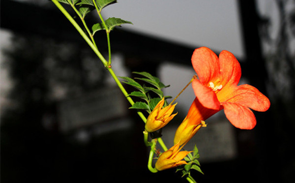 凌霄花 凌霄花