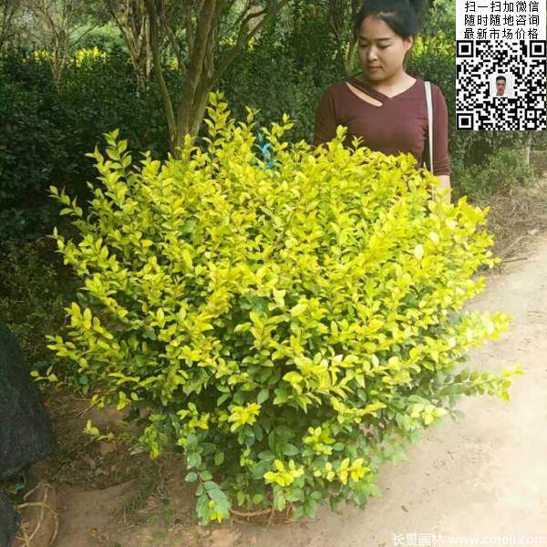 金葉女貞球--長(zhǎng)景園林 金葉女貞球--長(zhǎng)景園林