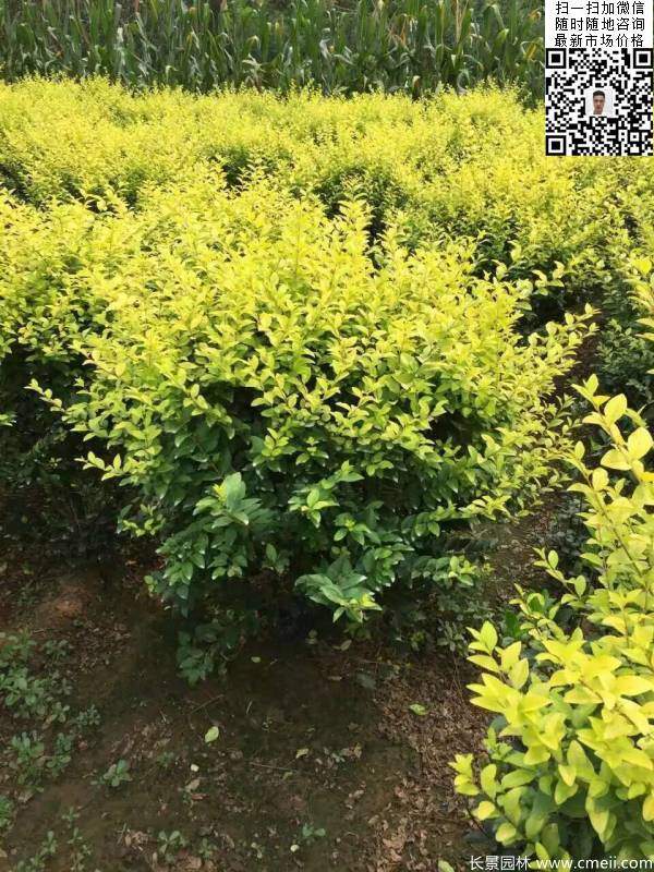 金葉女貞球--長(zhǎng)景園林 金葉女貞球--長(zhǎng)景園林