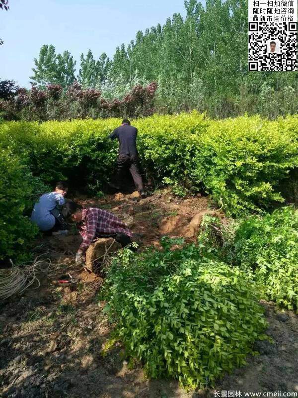 金葉女貞球--長(zhǎng)景園林 金葉女貞球--長(zhǎng)景園林