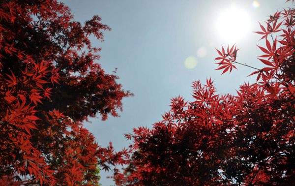 紅楓的三大用途，你知道哪個？！