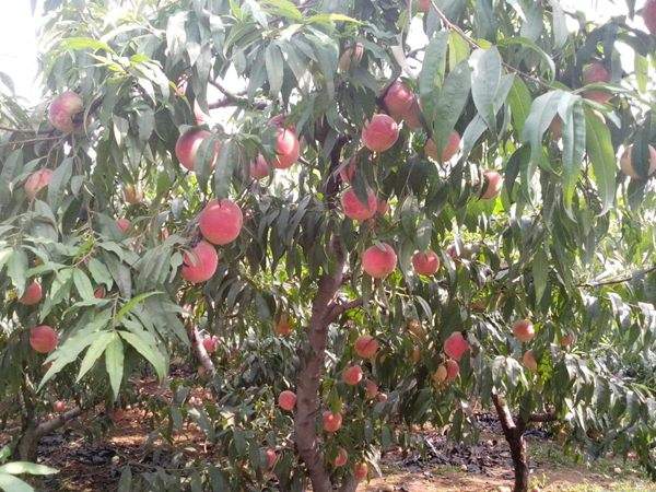 想知道桃樹(shù)結(jié)果多的秘訣嗎?