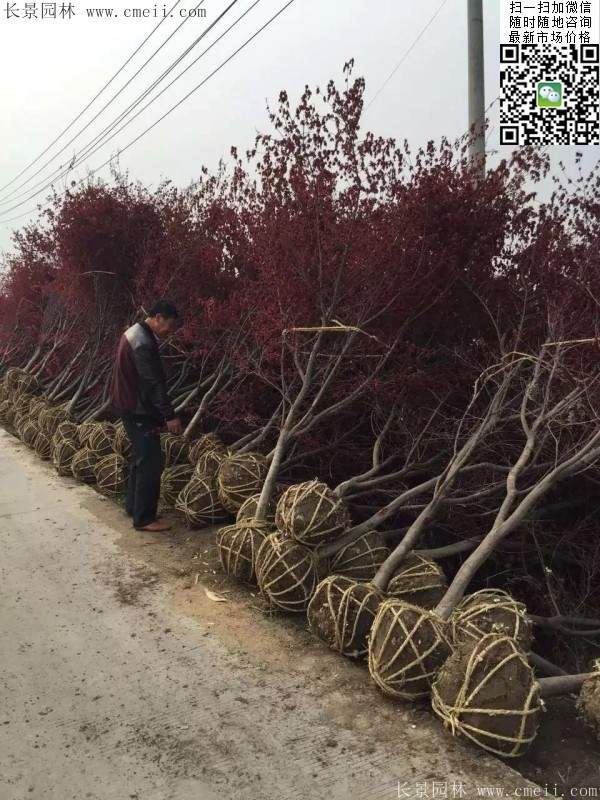 紅楓樹(shù)基地 紅楓樹(shù)基地