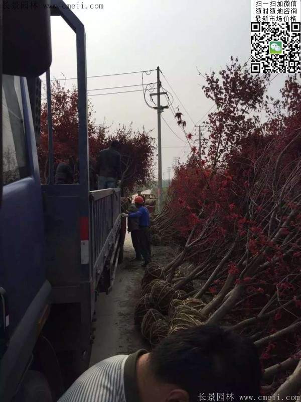 紅楓樹(shù)基地 紅楓樹(shù)基地
