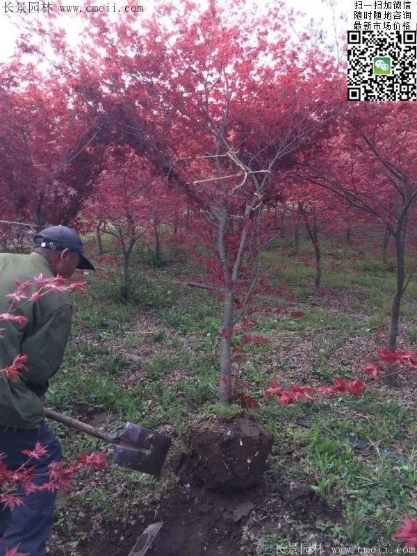 紅楓樹(shù)基地 紅楓樹(shù)基地