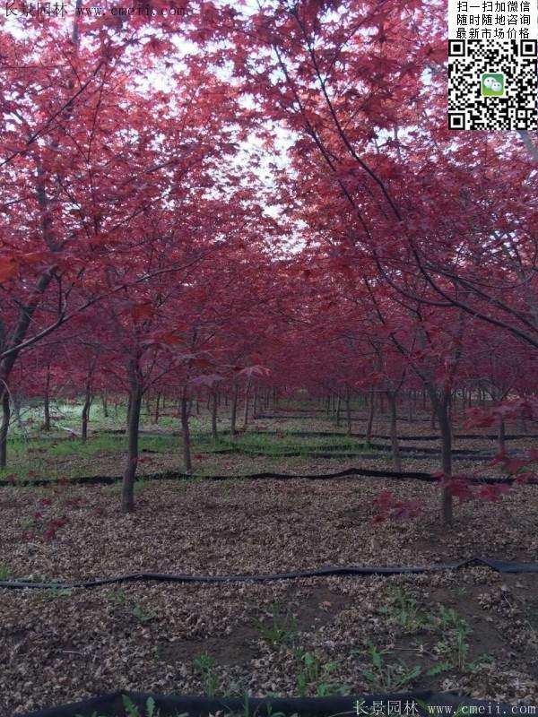 紅楓樹(shù)基地 紅楓樹(shù)基地