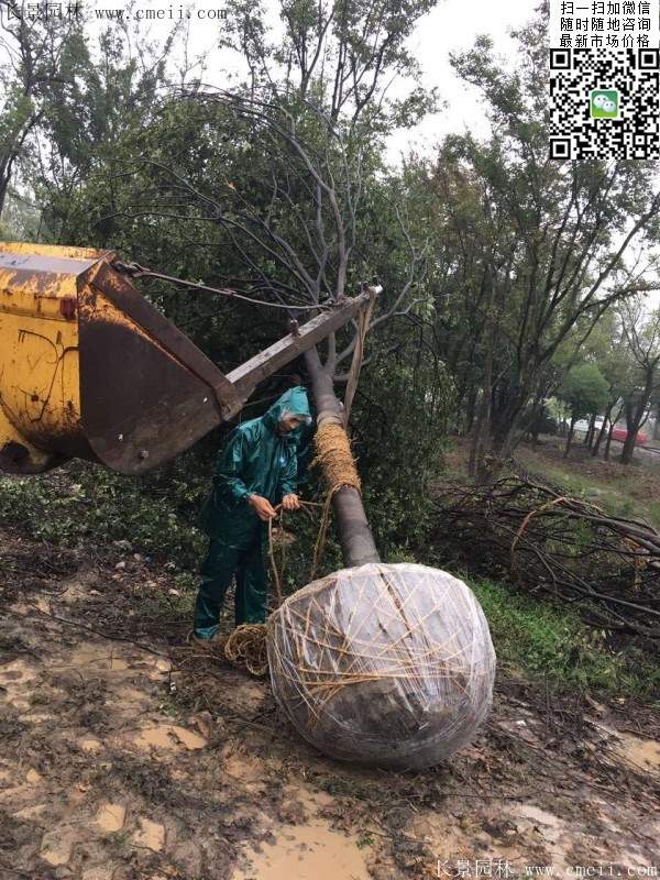 櫸樹 櫸樹
