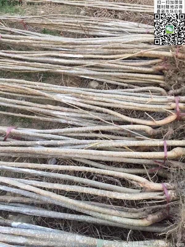 楊樹(shù)苗多少錢(qián)一棵?