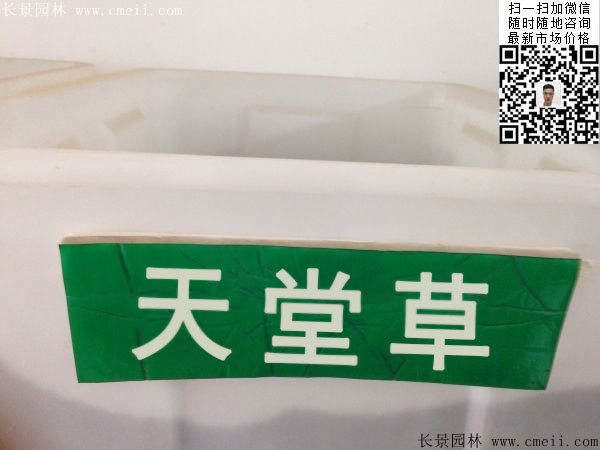 天堂草價(jià)格多少錢(qián)一斤