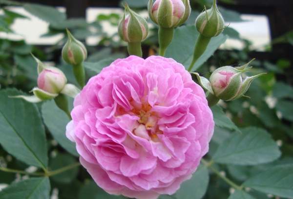 薔薇花 薔薇花
