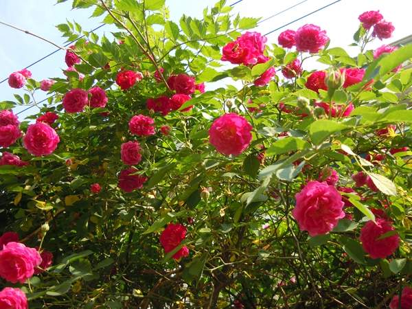 沭陽薔薇花 沭陽薔薇花