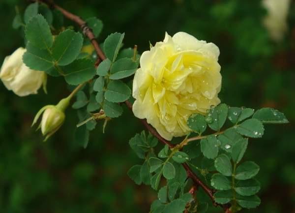 薔薇花植物 薔薇花植物