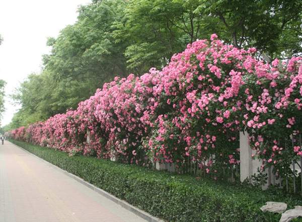 沭陽薔薇花 沭陽薔薇花