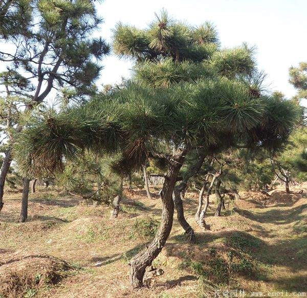 沭陽(yáng)黑松 沭陽(yáng)黑松
