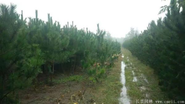 優(yōu)質(zhì)黑松樹 優(yōu)質(zhì)黑松樹