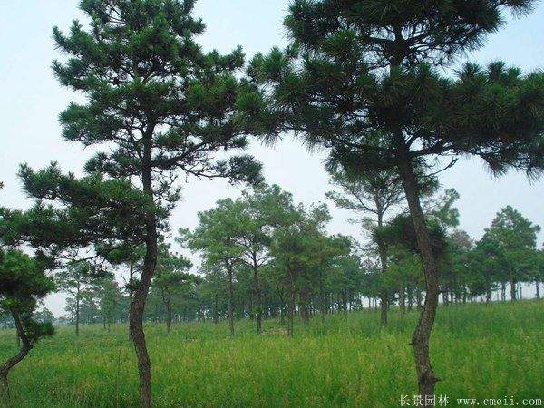 優(yōu)質(zhì)黑松樹 優(yōu)質(zhì)黑松樹