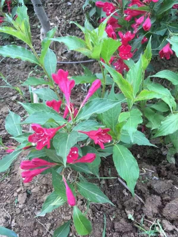 沭陽“三省”的紅王子錦帶花的價格表 沭陽“三省”的紅王子錦帶花的價格表