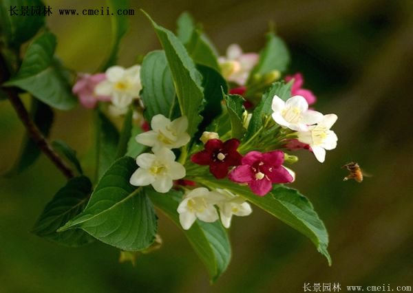 紅王子錦帶價(jià)格 紅王子錦帶價(jià)格