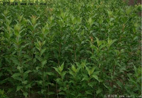 紅王子錦帶價(jià)格 紅王子錦帶價(jià)格
