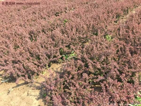 紅葉小檗基地 紅葉小檗基地