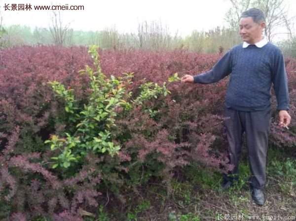 紅葉小檗基地 紅葉小檗基地