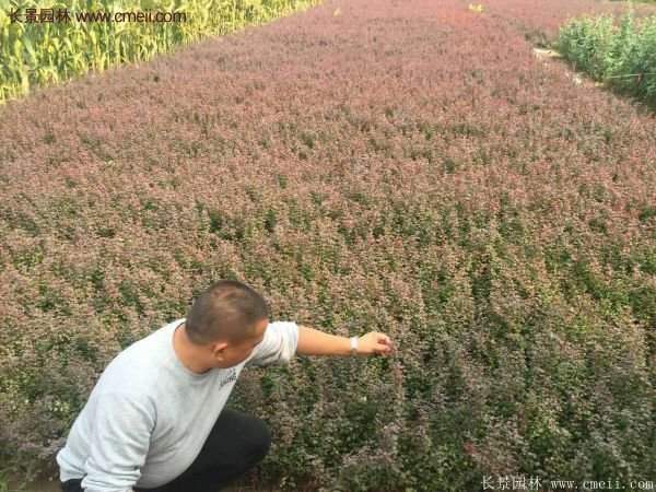 紅葉小檗基地 紅葉小檗基地