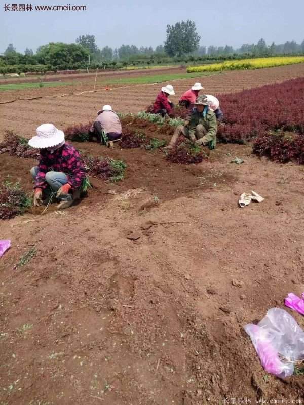 紅葉小檗基地 紅葉小檗基地