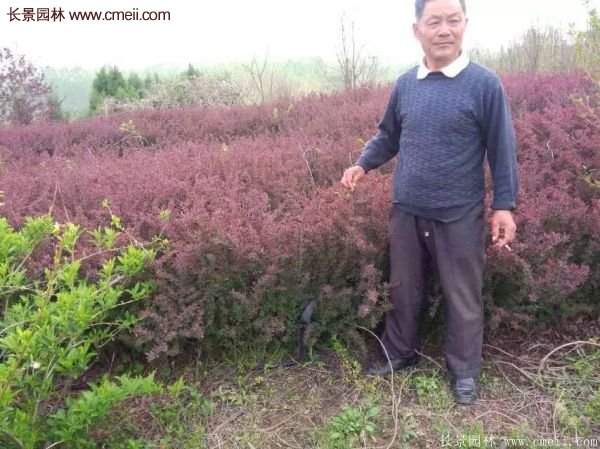 沭陽基地的紅葉小檗球 沭陽基地的紅葉小檗球