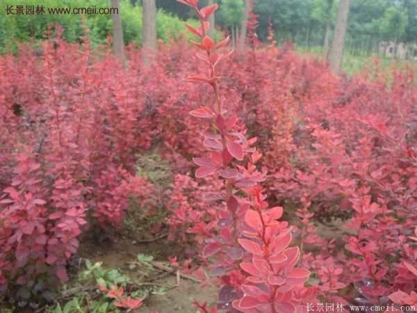 沭陽紅葉小檗基地 沭陽紅葉小檗基地