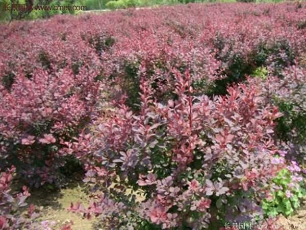 沭陽紅葉小檗基地 沭陽紅葉小檗基地