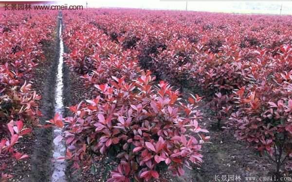 沭陽(yáng)紅葉石楠基地 沭陽(yáng)紅葉石楠基地