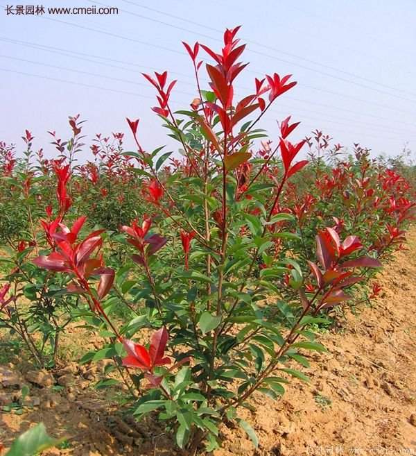沭陽(yáng)紅葉石楠基地 沭陽(yáng)紅葉石楠基地
