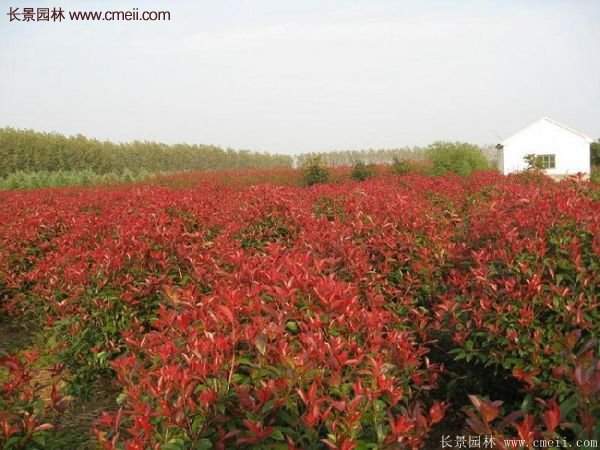 沭陽(yáng)紅葉石楠基地 沭陽(yáng)紅葉石楠基地