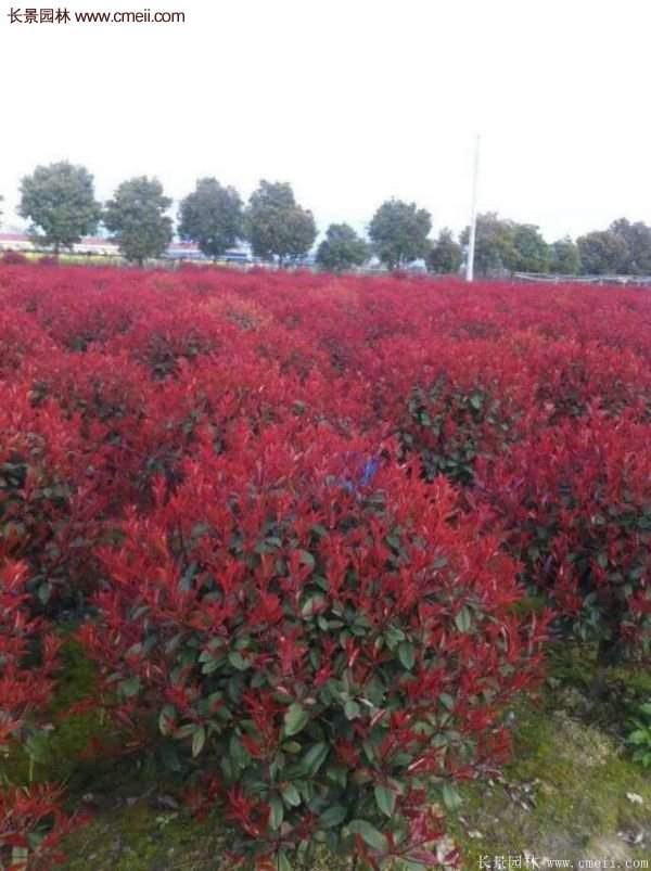 沭陽(yáng)紅葉石楠基地 沭陽(yáng)紅葉石楠基地