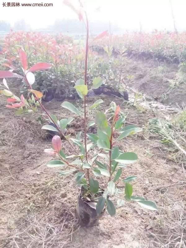 沭陽(yáng)紅葉石楠的規(guī)格 沭陽(yáng)紅葉石楠的規(guī)格