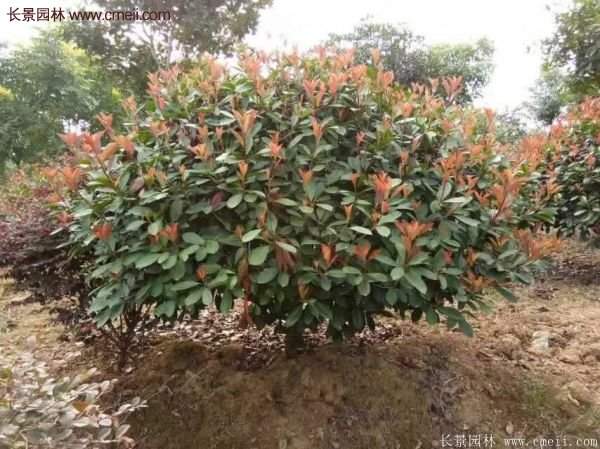 沭陽(yáng)紅葉石楠的規(guī)格 沭陽(yáng)紅葉石楠的規(guī)格