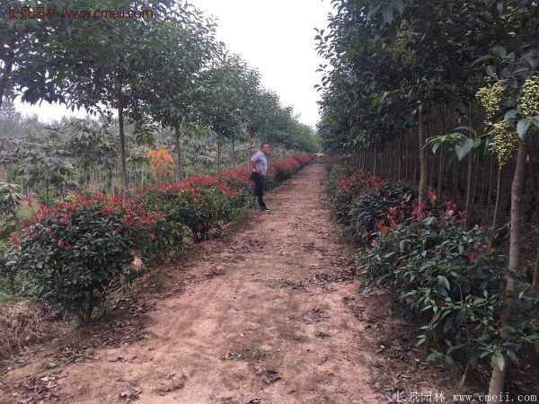 沭陽紅葉石楠 沭陽紅葉石楠