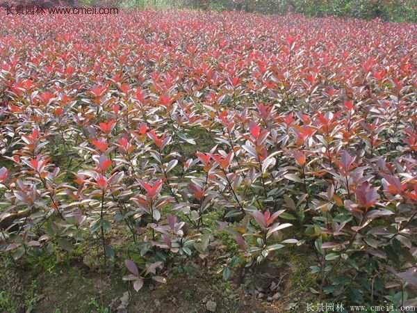 沭陽基地紅葉石楠的價(jià)格 沭陽基地紅葉石楠的價(jià)格
