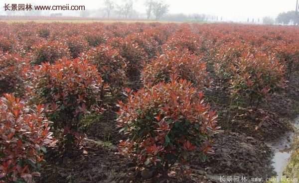 沭陽基地紅葉石楠的價(jià)格 沭陽基地紅葉石楠的價(jià)格