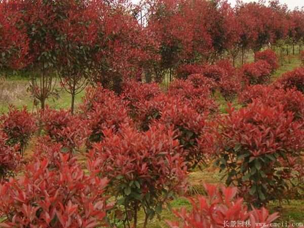 沭陽基地的紅葉石楠 沭陽基地的紅葉石楠